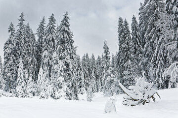 Poster - forêt des Vosges sous la neige