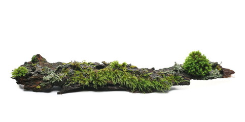 Wall Mural - Green moss on tree bark isolated on white background, side view