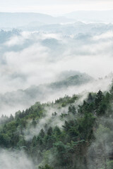 Wall Mural - fog rising from hills covered by forest