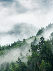 Wall Mural - smoking hills, fog rising from forest