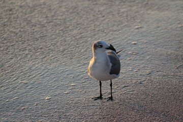 Sticker - Seagull