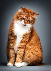 Poster - cat shows tongue