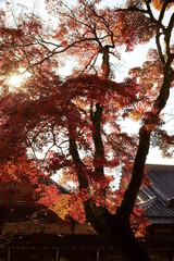 永源寺の紅葉 Autumn leaves of Eigenji Temple,shiga,japan（臨済宗永源寺派・大本山　滋賀県東近江市）