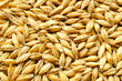 Background from barley grains, close-up, top view. Macro plan of a grain of barley. Texture, background, barley seeds close-up. Yellow barley grain for brewing beer. Barley grains texture, top view.