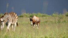 Blesbok Antelope Approaching Zebra In Grassland Of Rietvlei Nature Reserve