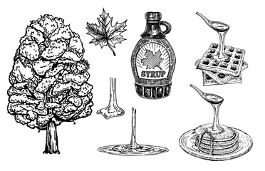Wall Mural - Collection of a bottle of maple syrup, maple tree and leaves. Pancakes and waffles with maple syrup. Maple syrup dripping from a spoon. Hand drawn