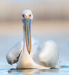 Roze Pelikaan, Great White Pelican, Pelecanus onocrotalus