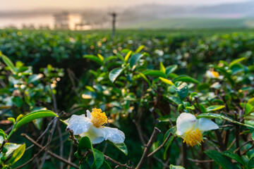 Wall Mural - Tea flower and leaf at tea plantation in sunrise light.