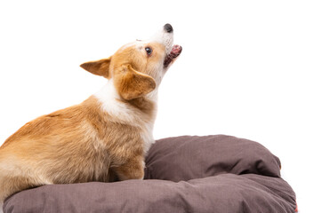 Poster - corgi puppy isolated