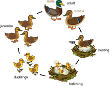 Life Cycle Of Bird. Stages Of Development Of Wild Duck (mallard) From Egg To Duckling And Adult Bird Isolated On White Background