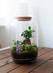 Small decoration plants in a glass bottle, garden terrarium bottle,  forest in a jar. Terrarium jar with piece of forest with self ecosystem. Save the earth concept. Bonsai, set of terrariums, jars