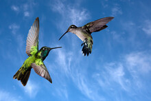 Rivoli's Hummingbird - Magnificent Hummingbird (Eugenes Fulgens) Mated Pair