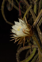 Close Up Of The Flower Head Of A Queen Of The Night Cactus. It Only Blooms For One Night, Selenicereus Grandiflorus