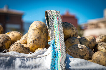 potatoes in a basket, potato harvest