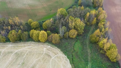 Wall Mural - Autumn forest landscape with golden trees, aerial top-down view. Slow flight in forest on fall season.
