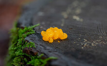 A Small Blob Of Witches Butter Grows On A Log