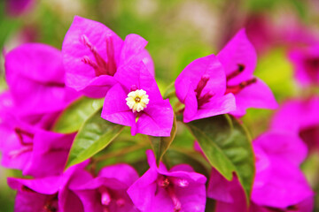 Wall Mural - Flower