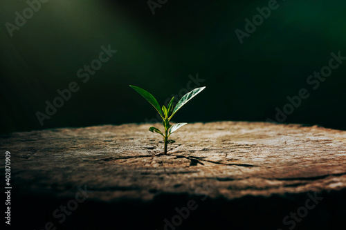 New life growth future innovation concept ,a strong seedling growing in the old center dead tree ,Concept of support building a future focus on new life with seedling growing sprout