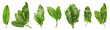 Set of fresh sorrel leaves on white background. Banner design