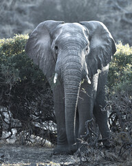 Wall Mural - Afrikanischer Elefant an einem kalten Wintermorgen in Botswana (Tuli Block)