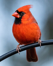 Male Cardinal Posing On A Feeder