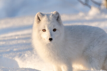 bright, white and adorable arctic fox seen in winter time with snowy landscape background and bright