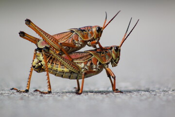 Wall Mural - Eastern lubber grasshopper