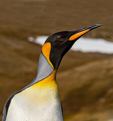 Wall Mural - close up of king penguin facing right in south georgia