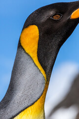 Wall Mural - extreme close up of the breeding feathers of a king penguin