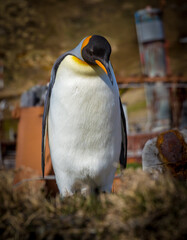 Wall Mural - king penguins make home near deserted whaling village in grytviken