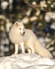 winter landscape in northern canada with a bright, white arctic fox single and alone standing on top