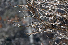 Bird In Frozen Bush:  Chickadee