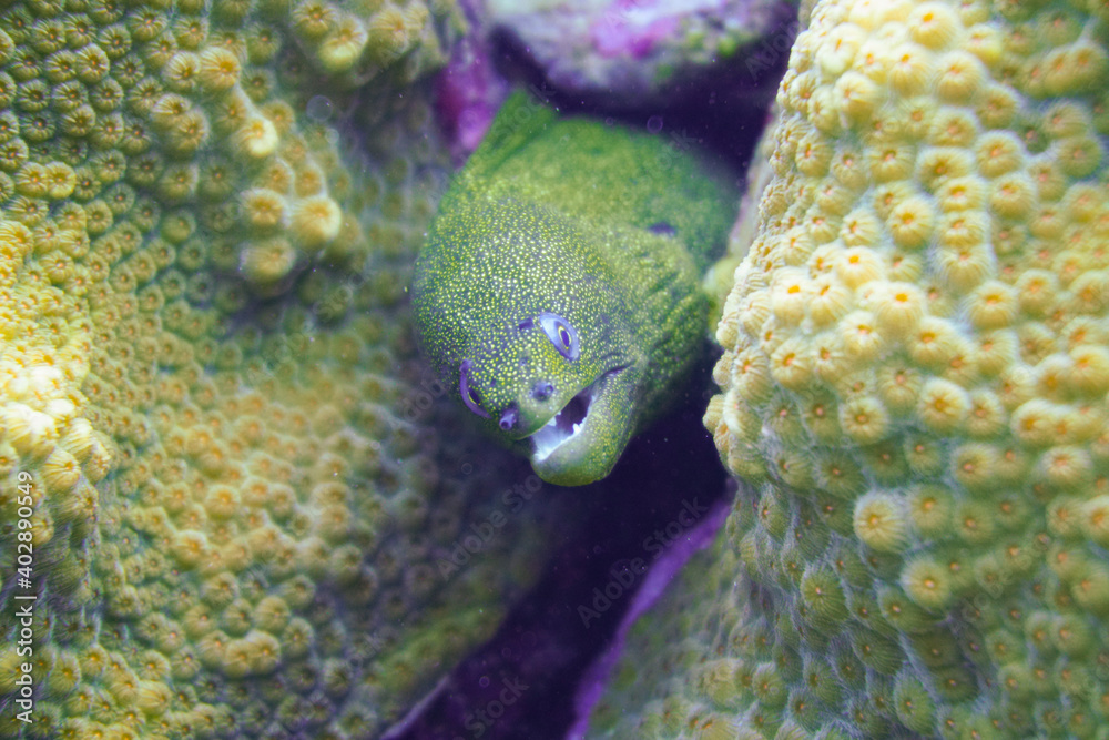 Beautiful Moray Eel In The Caribbean Sea. Blue Water. Relaxed ...