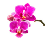 Fototapeta Storczyk -  Abundant flowering of magenta phalaenopsis orchid.  