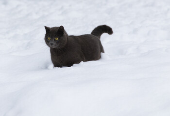 Wall Mural - Adorable blue cat sitting playing on the snow