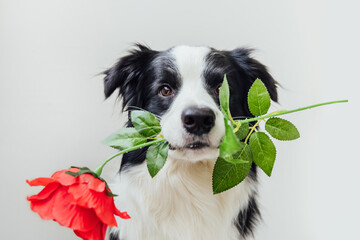 Poster - St. Valentine's Day concept. Funny portrait cute puppy dog border collie holding red rose flower in mouth isolated on white background. Lovely dog in love on valentines day gives gift.