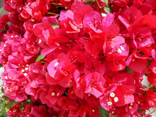 Bright Red Bougainvillea Flowers