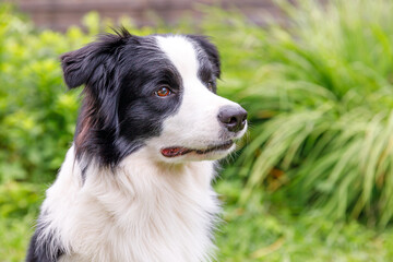 Outdoor portrait of cute smiling puppy border collie sitting on grass park background. Little dog with funny face in sunny summer day outdoors. Pet care and funny animals life concept