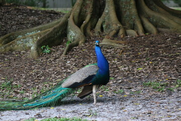 Wall Mural - Indian Peafowl