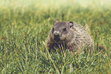 Wall Mural - Young Groundhog kit, Marmota monax, facing front, walking in green grass in springtime