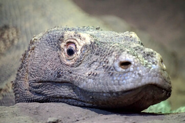 Naklejka na meble Varanous from Komodo Island (Indonesia) - close-up photograph