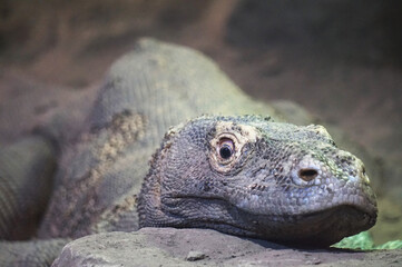 Naklejka na meble Varanous from Komodo Island (Indonesia) - close-up photograph
