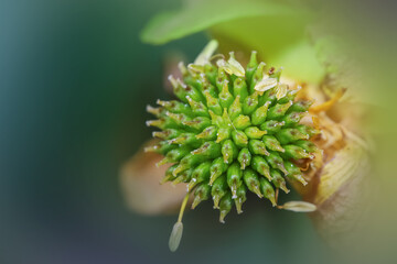 Sticker - Close up shot of onion flower
