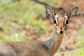 dik dik in africa