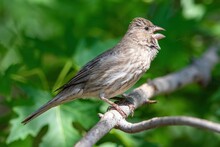 Female House Finch Chirping, Perched On A Branch Of A Silver Maple Tree With A Vibrant Green Background.