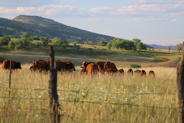 Wall Mural - cattle ranch