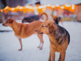 Sticker - Portrait of a red hound in profile in the courtyard in winter against the background of a Christmas garland