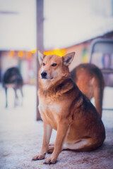 Wall Mural - Portrait of a cute ginger dog in winter