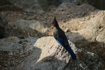 Wall Mural - Steller's Jay