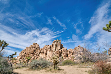 Wall Mural - Joshua trees shrubs and giant rocks at Joshua Tree National Park in California